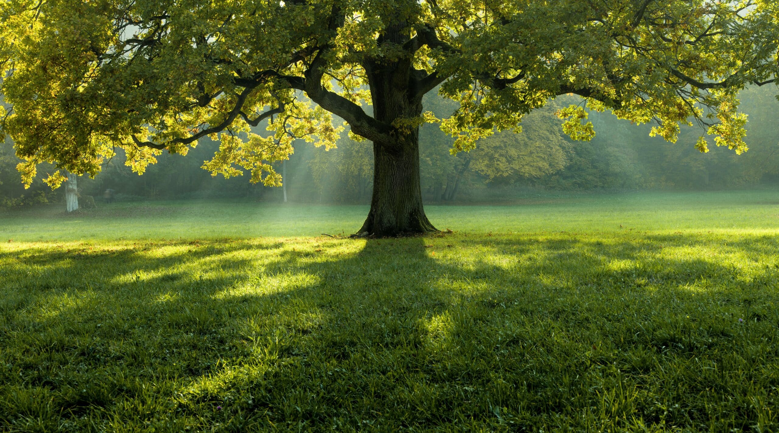 A beautiful tree in the middle of a field covered with grass