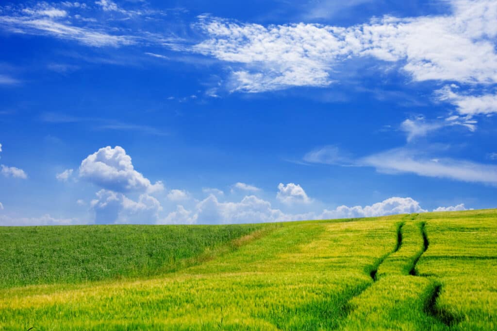 Green field and blue sky.