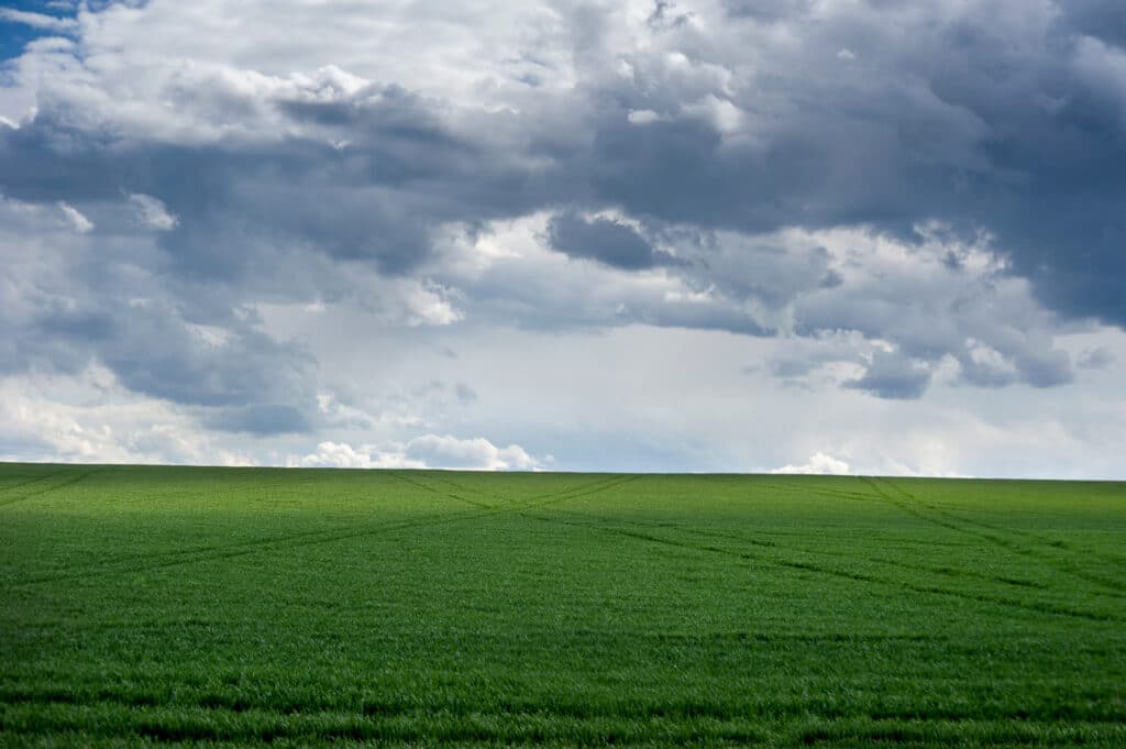 Green field and picturescue storm sky clouds at springtime, agriculture planted wheat